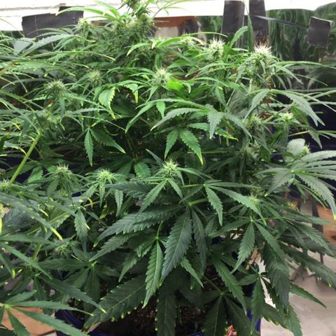 #epicgrowoff growlog timeline photo