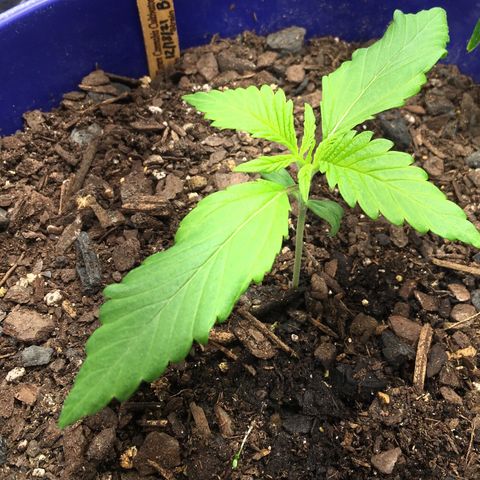 Bruce Banner growlog photo: Looking a little bit yellow but also having a growth spurt. So it may just be new growth. 