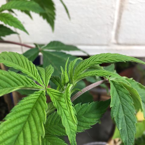 Cheese puffs growlog photo:  looking like flowers are coming 👀