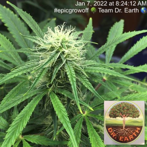 #epicgrowoff growlog timeline photo