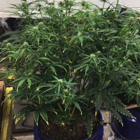 #epicgrowoff growlog timeline photo