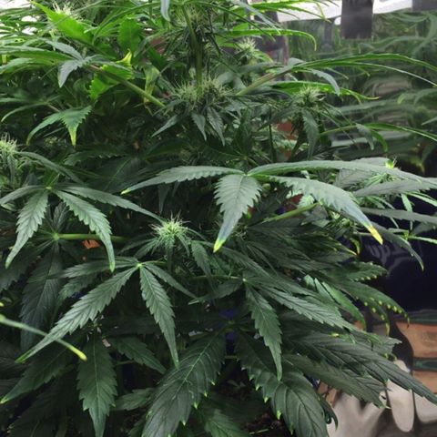 #epicgrowoff growlog timeline photo