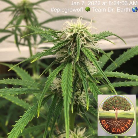 #epicgrowoff growlog timeline photo