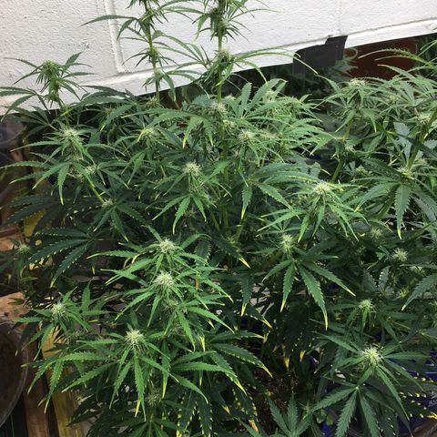 #epicgrowoff growlog timeline photo