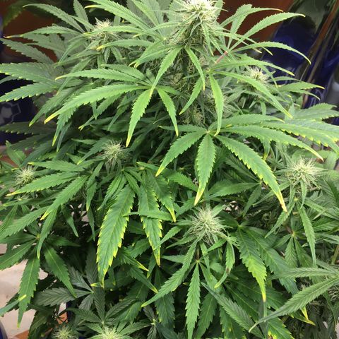 #epicgrowoff growlog timeline photo