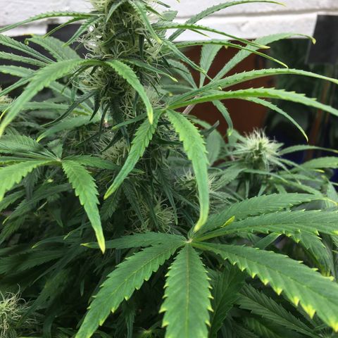 #epicgrowoff growlog timeline photo