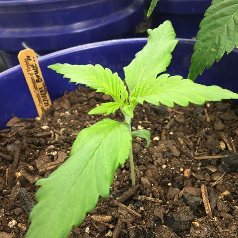 Bruce Banner growlog timeline photo