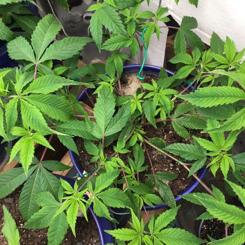 Cheese puffs growlog timeline photo