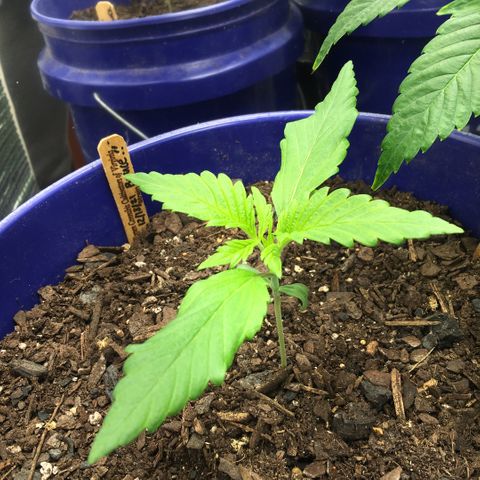 Bruce Banner growlog timeline photo