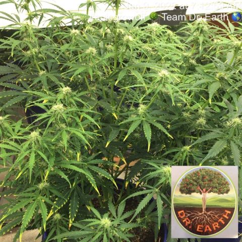 #epicgrowoff growlog timeline photo