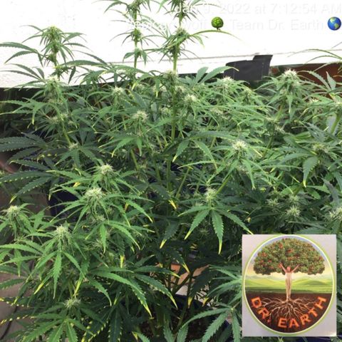 #epicgrowoff growlog timeline photo