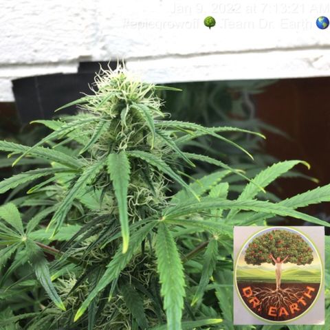 #epicgrowoff growlog timeline photo