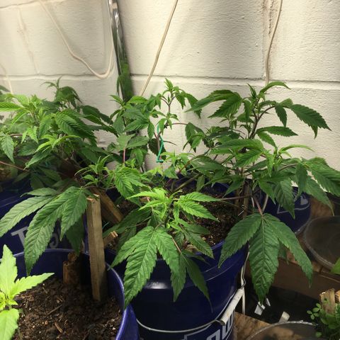 Cheese puffs growlog timeline photo