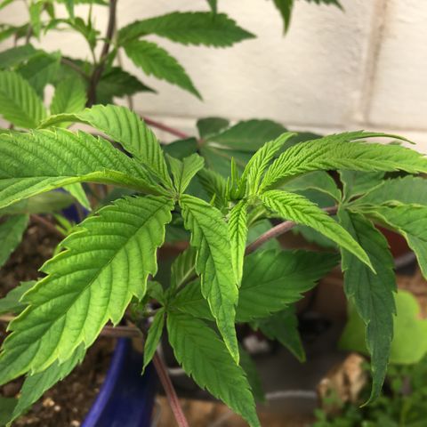 Cheese puffs growlog timeline photo