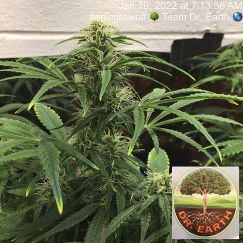 #epicgrowoff growlog timeline photo
