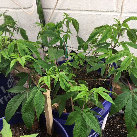 Cheese puffs growlog timeline photo