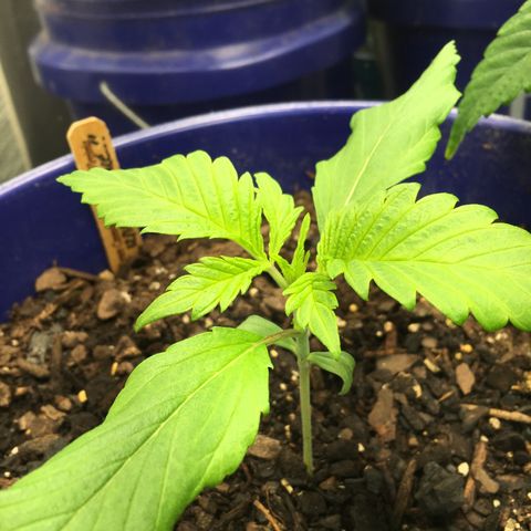 Bruce Banner growlog timeline photo