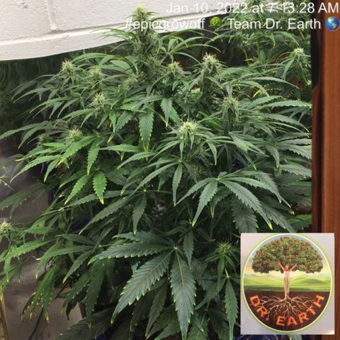 #epicgrowoff growlog timeline photo