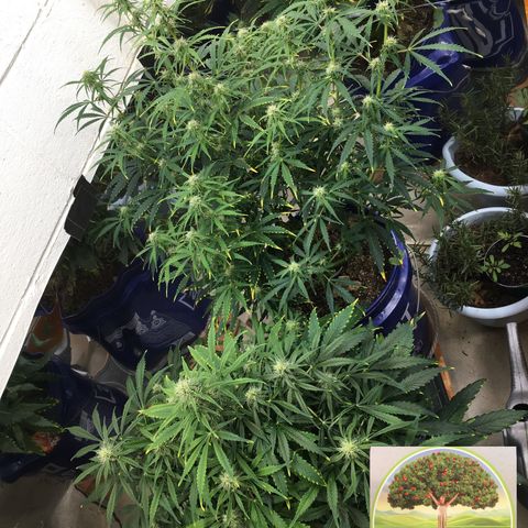 #epicgrowoff growlog timeline photo