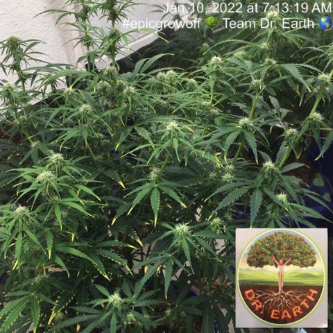 #epicgrowoff growlog timeline photo