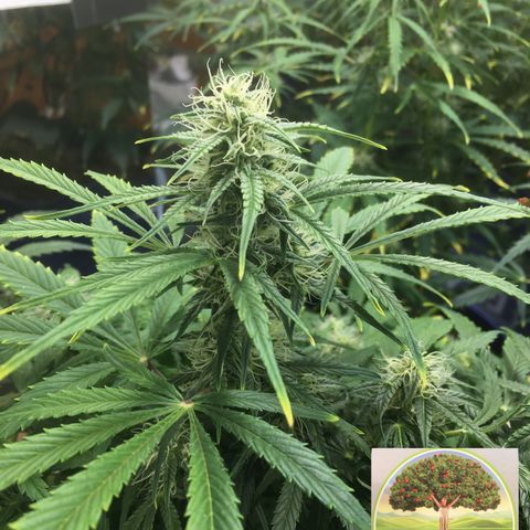 #epicgrowoff growlog timeline photo