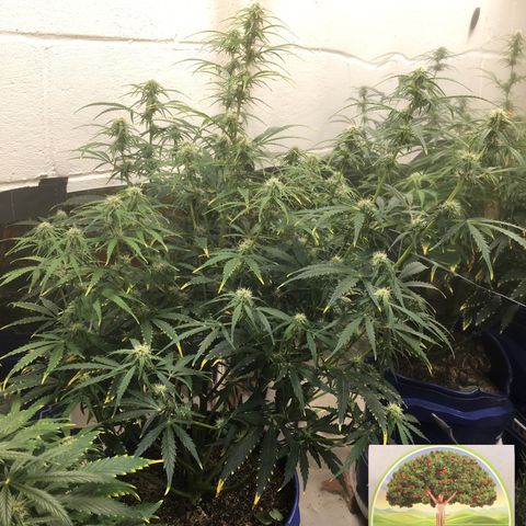 #epicgrowoff growlog timeline photo