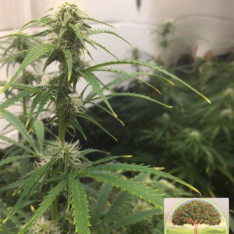 #epicgrowoff growlog timeline photo