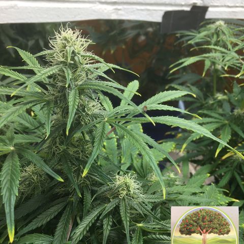 #epicgrowoff growlog timeline photo