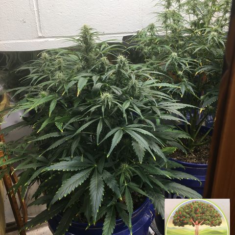 #epicgrowoff growlog timeline photo