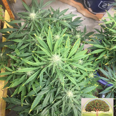 #epicgrowoff growlog timeline photo
