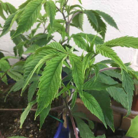 Cheese puffs growlog timeline photo