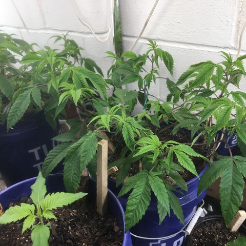 Cheese puffs growlog timeline photo