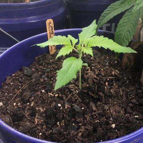 Bruce Banner growlog timeline photo