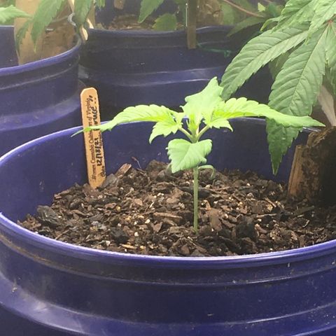 Bruce Banner growlog timeline photo