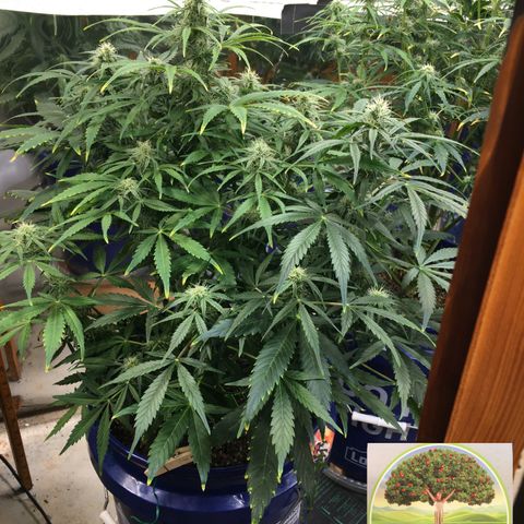 #epicgrowoff growlog timeline photo