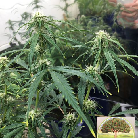 #epicgrowoff growlog timeline photo