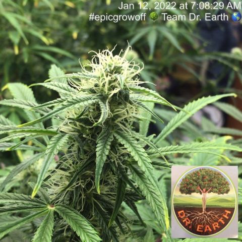 #epicgrowoff growlog timeline photo