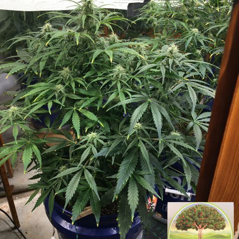 #epicgrowoff growlog timeline photo