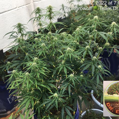 #epicgrowoff growlog timeline photo