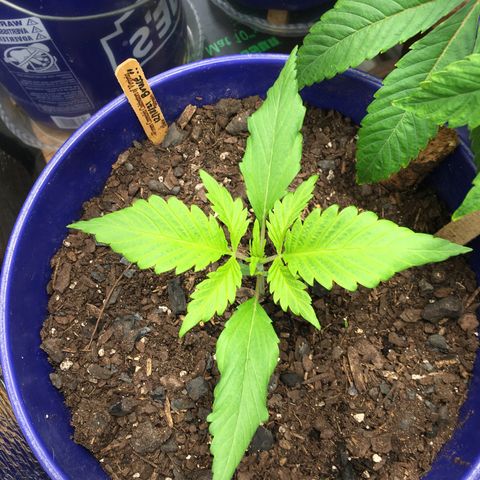 Bruce Banner growlog timeline photo
