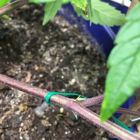 Cheese puffs growlog timeline photo