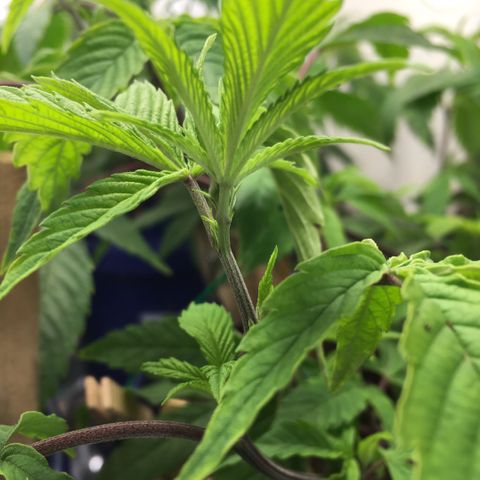 Cheese puffs growlog timeline photo