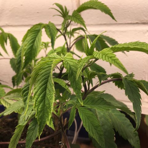 Cheese puffs growlog timeline photo