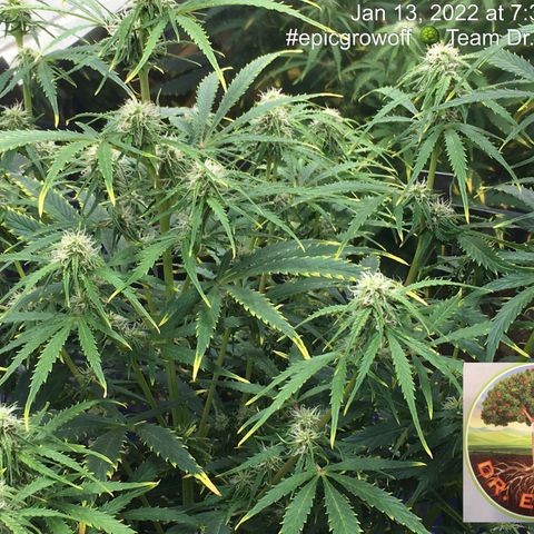 #epicgrowoff growlog timeline photo