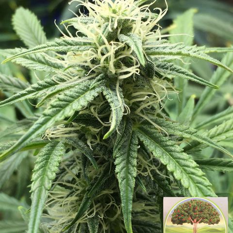 #epicgrowoff growlog timeline photo