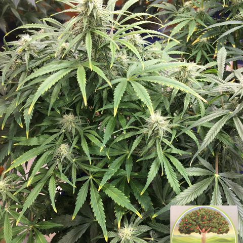 #epicgrowoff growlog timeline photo