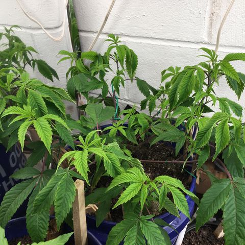 Cheese puffs growlog timeline photo