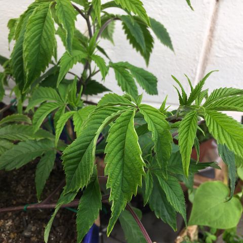 Cheese puffs growlog timeline photo