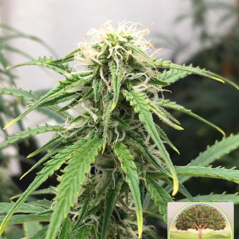 #epicgrowoff growlog timeline photo
