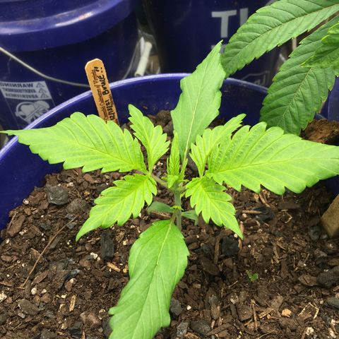 Bruce Banner growlog timeline photo